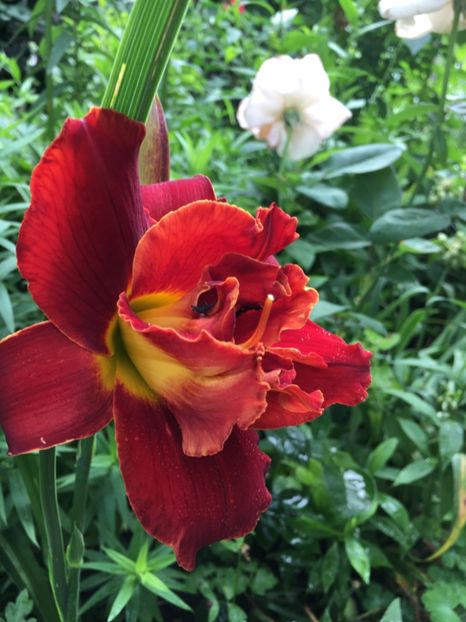 D795B52B-136D-4124-B382-2E7F4CF39B86 - Hemerocallis 2018