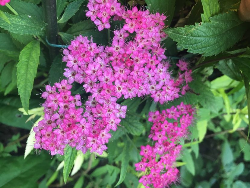 spiraea - Arbuști 2018
