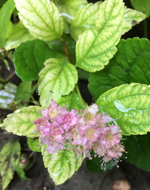 Spiraea - Arbuști 2018