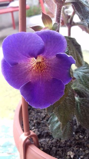 21.06.2018 - Arletta Blue- Gabi Gligor