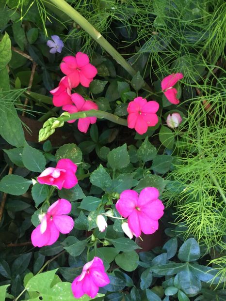 BD2B3349-C18B-4BE9-BCD3-E133E7C6702A - Sporul casei 2018 21