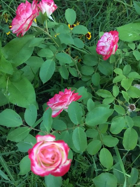 Laminuette - Trandafiri la balta