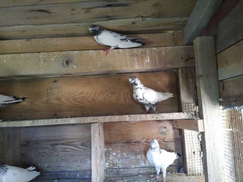  - 1900 Claudiu Zavoianu