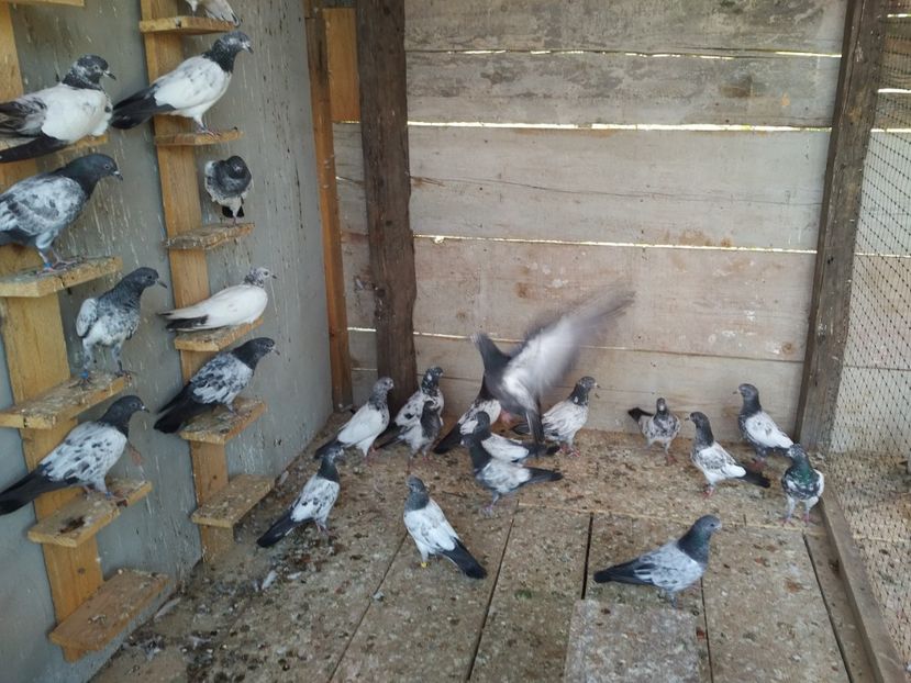  - 1900 Claudiu Zavoianu