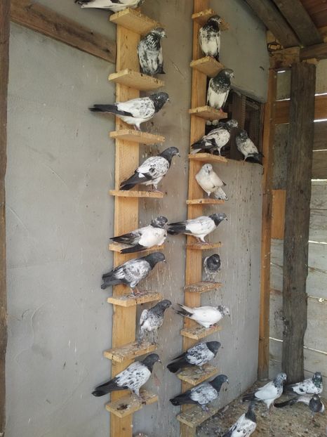  - 1900 Claudiu Zavoianu