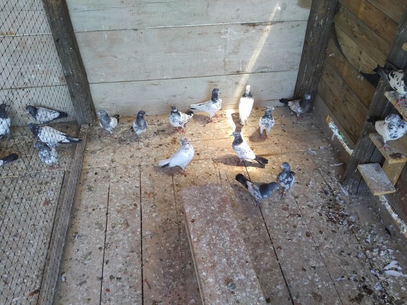  - 1900 Claudiu Zavoianu