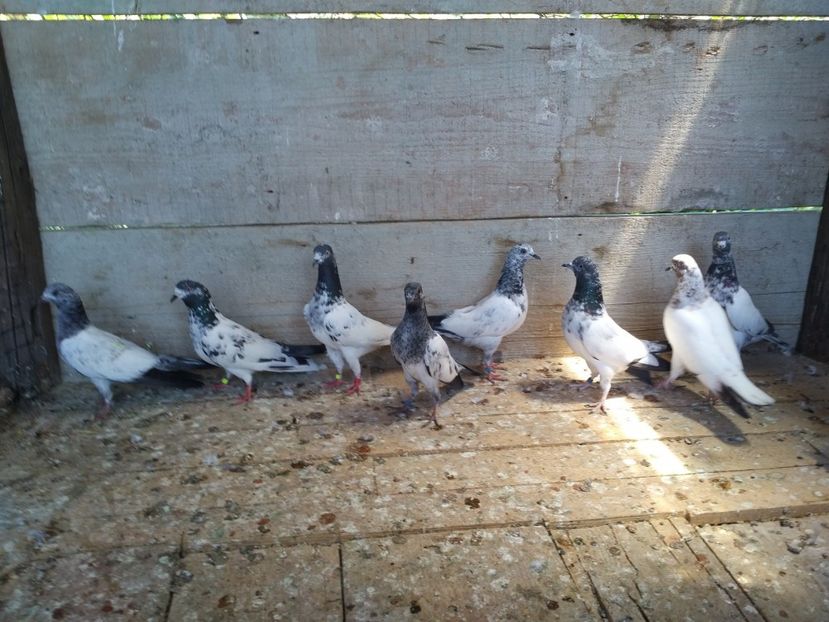  - 1900 Claudiu Zavoianu