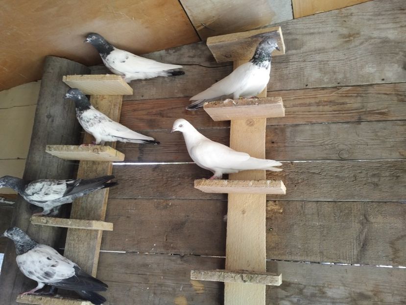  - 1900 Claudiu Zavoianu