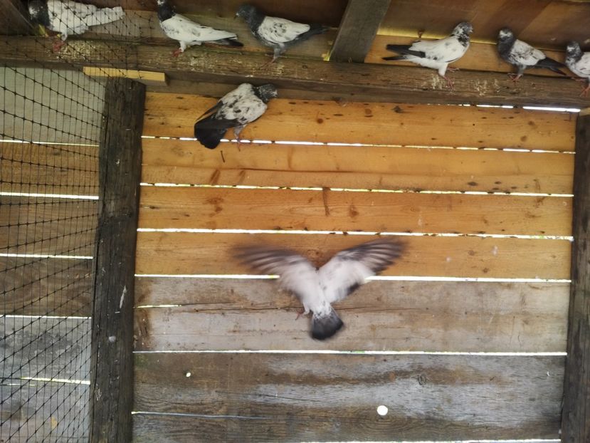  - 1900 Claudiu Zavoianu