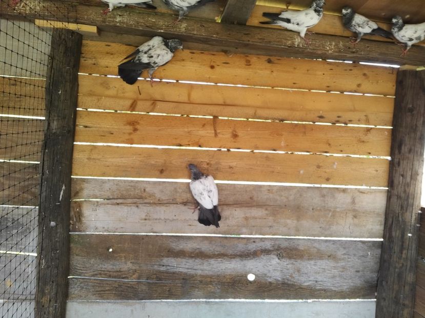  - 1900 Claudiu Zavoianu