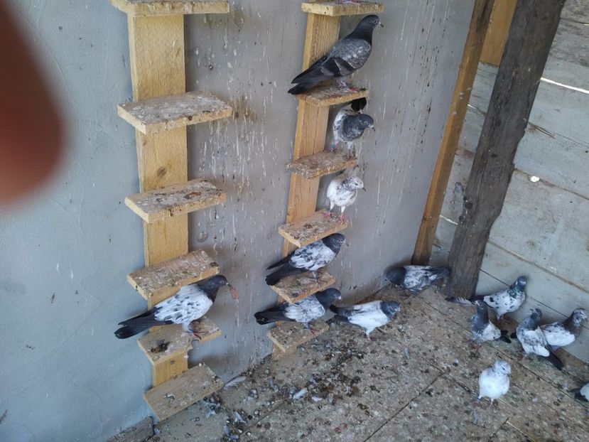  - 1900 Claudiu Zavoianu