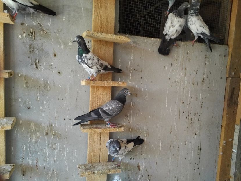  - 1900 Claudiu Zavoianu