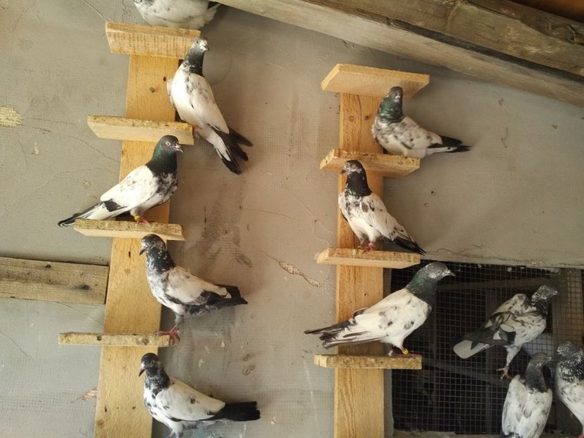  - 1900 Claudiu Zavoianu