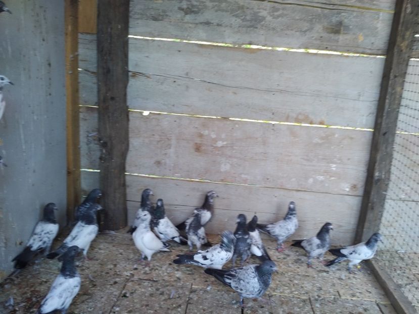  - 1900 Claudiu Zavoianu