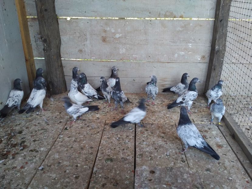  - 1900 Claudiu Zavoianu