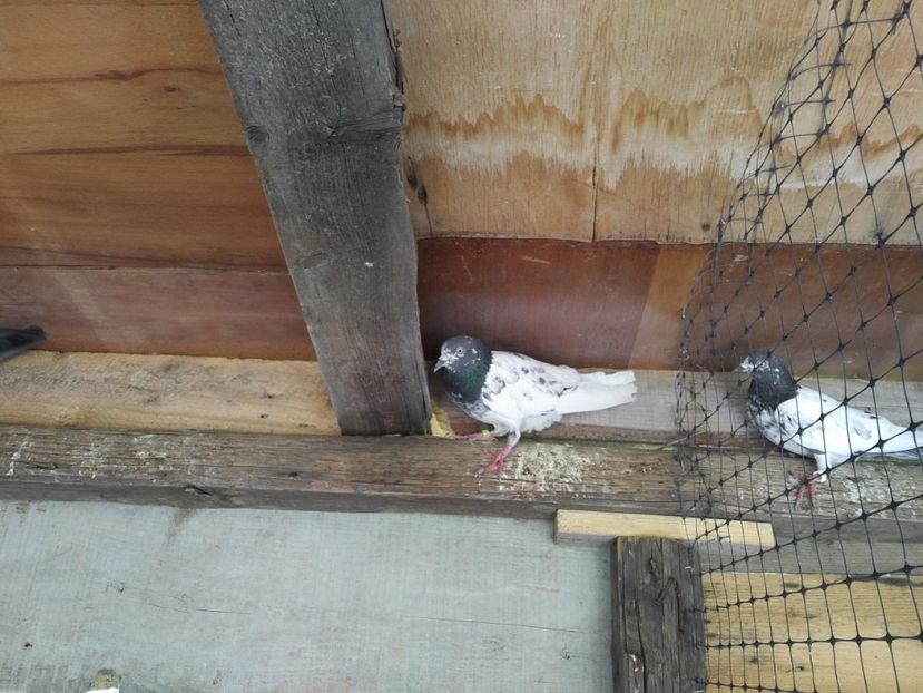  - 1900 Claudiu Zavoianu