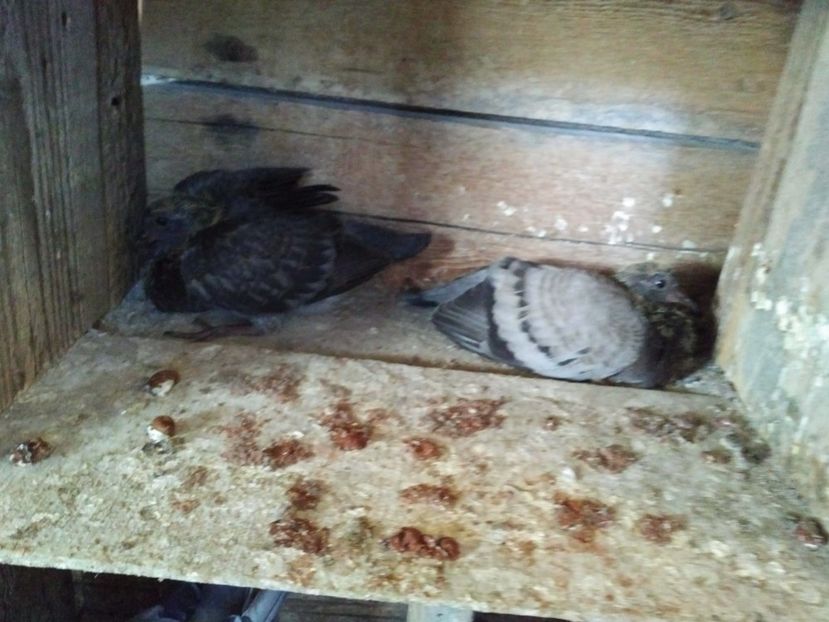  - 1900 Claudiu Zavoianu