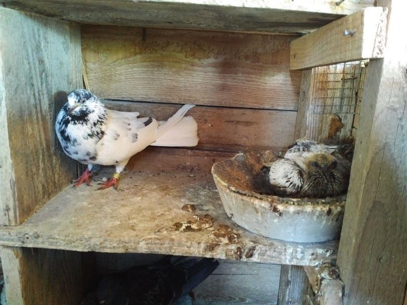  - 1900 Claudiu Zavoianu