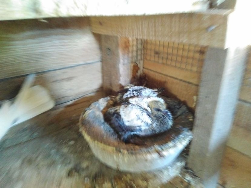  - 1900 Claudiu Zavoianu