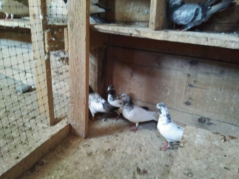  - 1900 Claudiu Zavoianu