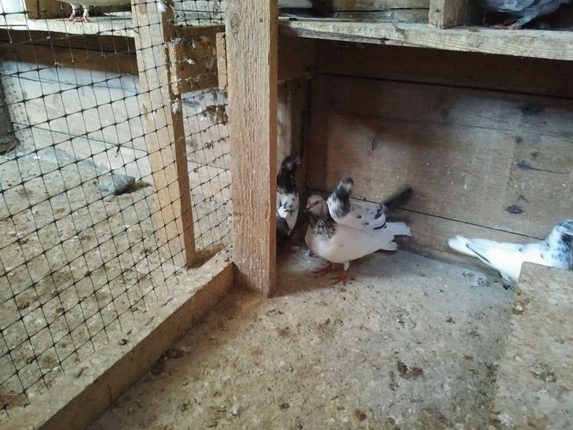  - 1900 Claudiu Zavoianu