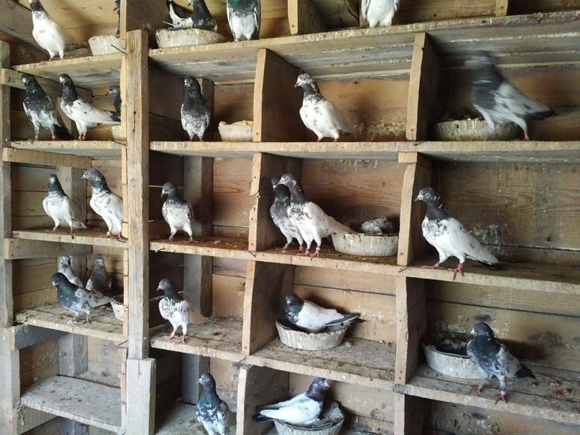  - 1900 Claudiu Zavoianu