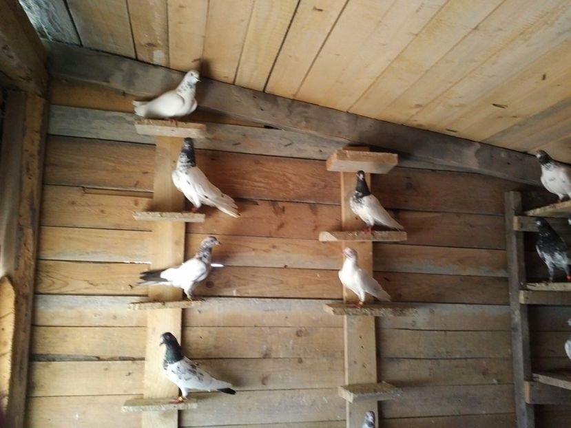  - 1900 Claudiu Zavoianu