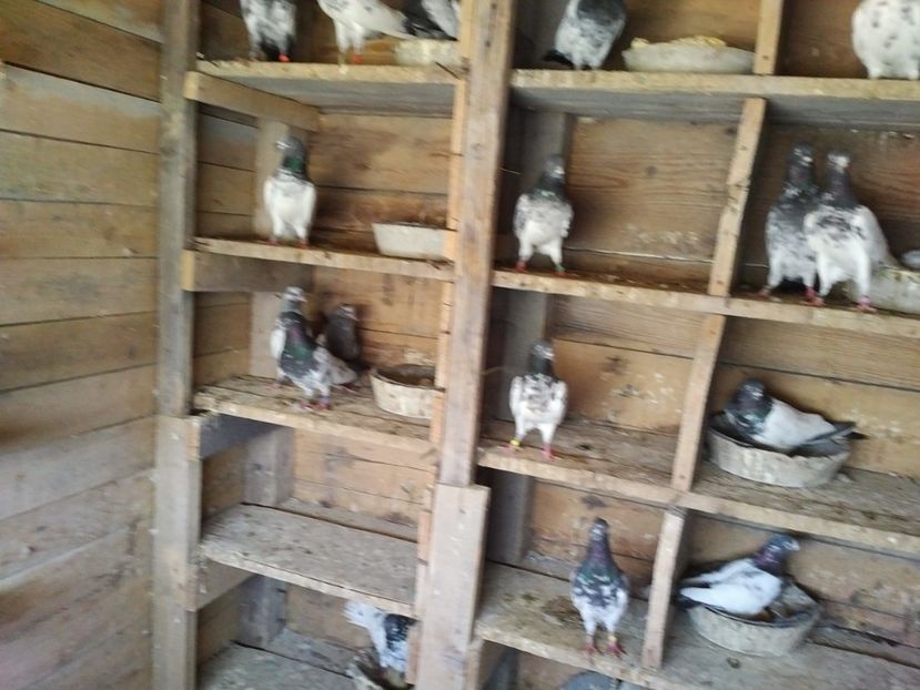  - 1900 Claudiu Zavoianu