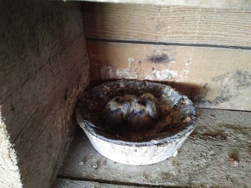  - 1900 Claudiu Zavoianu