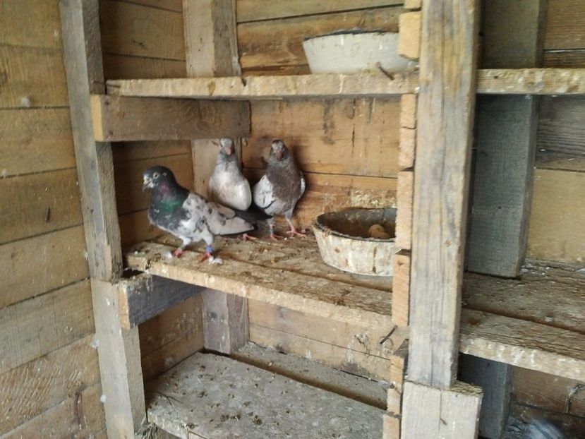  - 1900 Claudiu Zavoianu