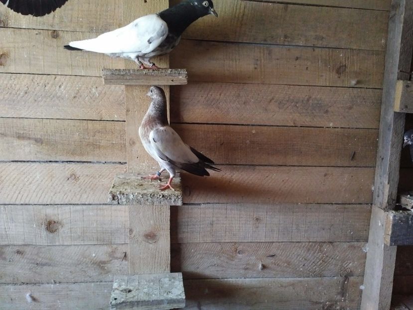  - 1900 Claudiu Zavoianu