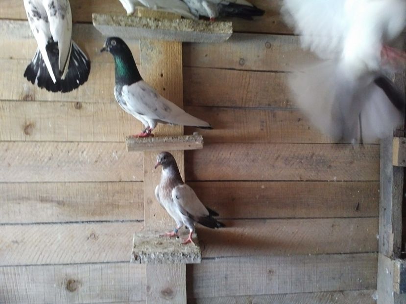  - 1900 Claudiu Zavoianu