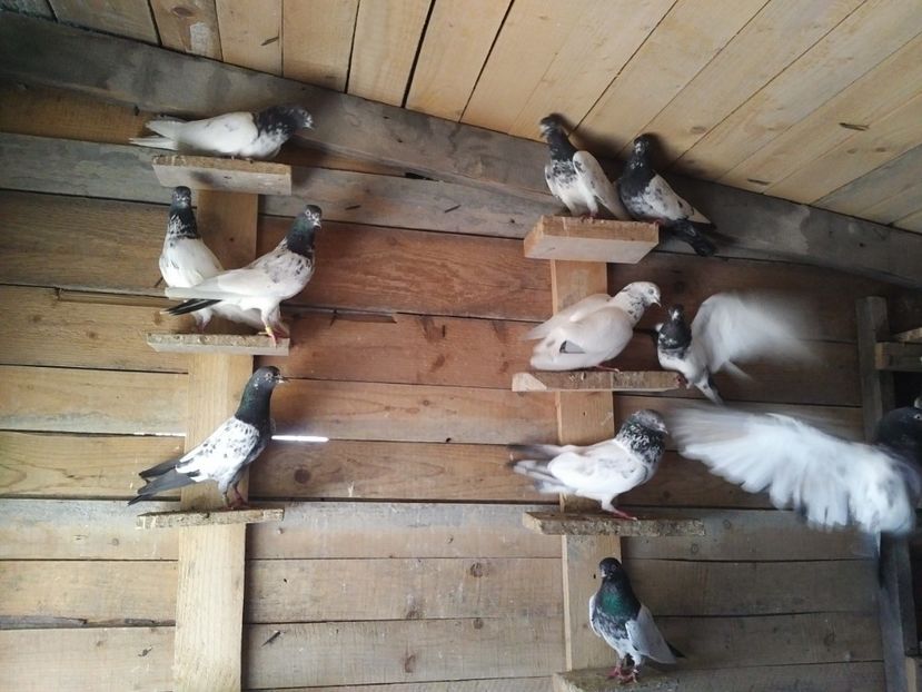  - 1900 Claudiu Zavoianu