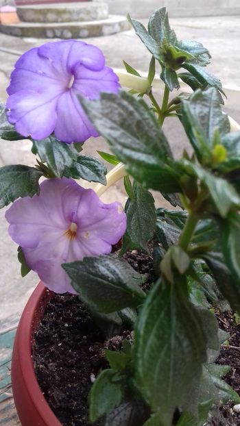 21.06.2018 - Crystalynn- Gabi Gligor