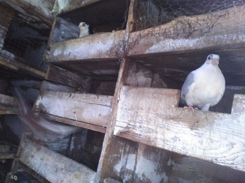  - 1915 George Lungoci