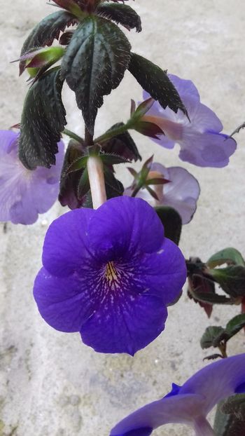 21.06.2018 - Serges Revelation -gabi gligor