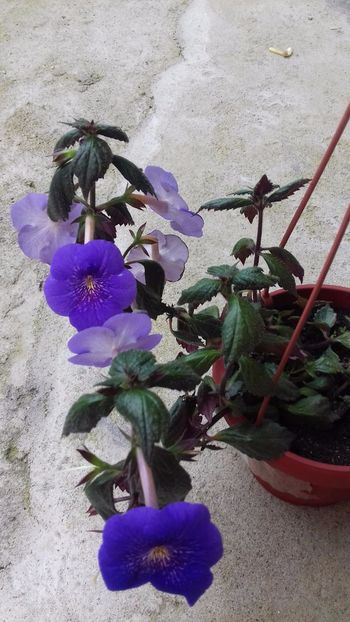 21.06.2018 - Serges Revelation -gabi gligor