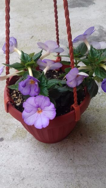 21.06.2018 - Champs de Lavande- gabi gligor