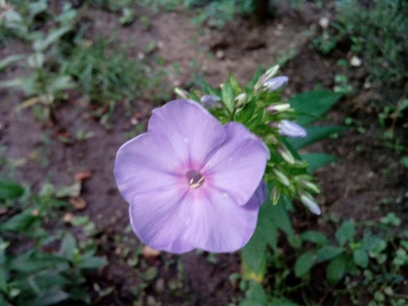 Amethyst - Phlox zise și brumărele
