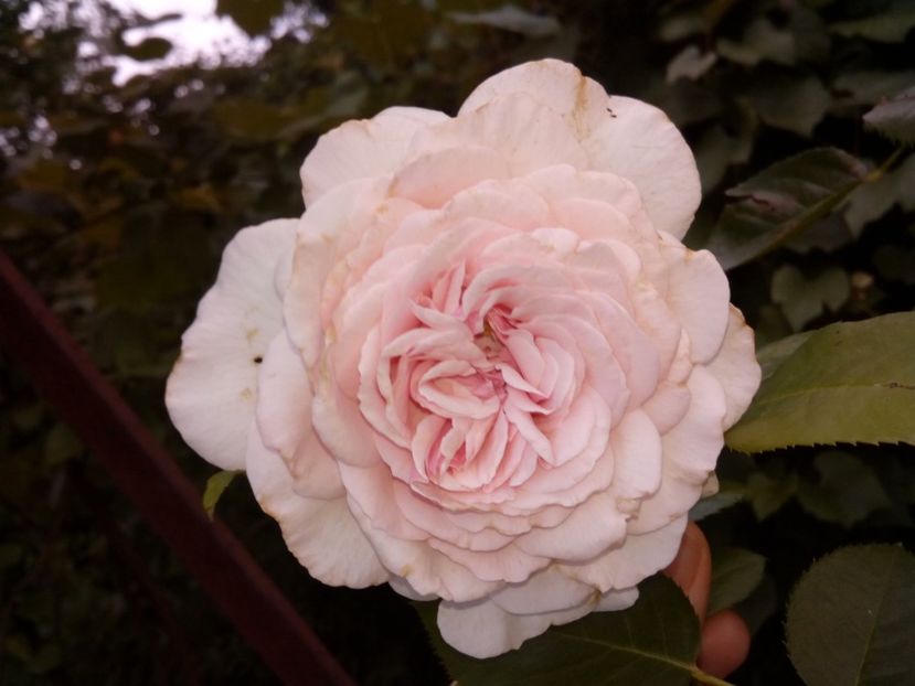  - Alexandra Princesse de Luxembourg urcător