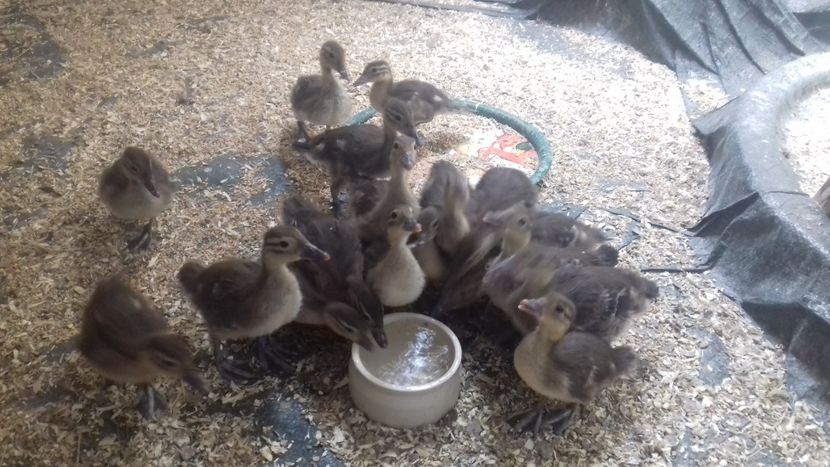  - Rate Mandarine 2018