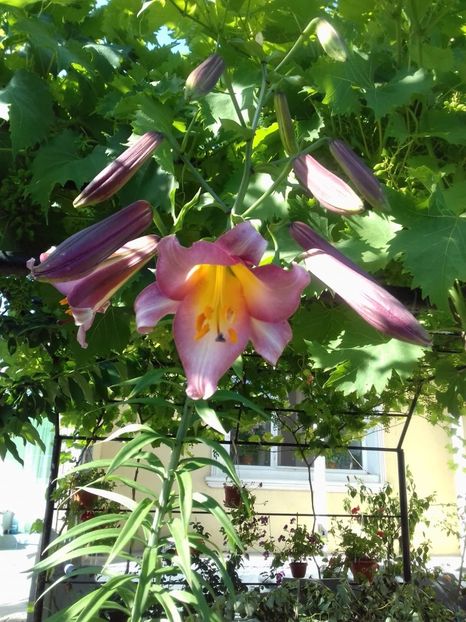 IMG-20180620-WA0032 - de prin curte