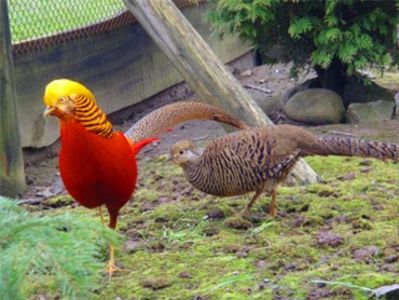 Red-Golden-Pheasant_mf - Fazan Auriu 2018