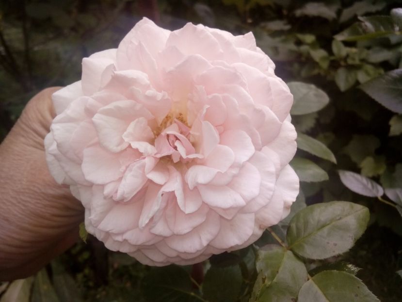  - Alexandra Princesse de Luxembourg urcător