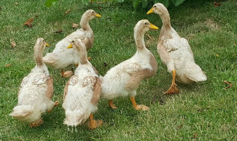  - a-Boboci Saxonia 2018