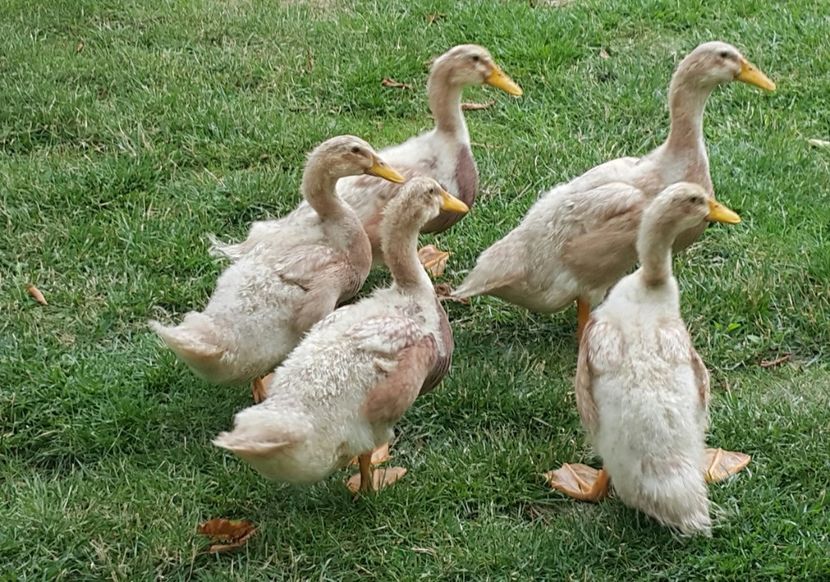  - a-Boboci Saxonia 2018