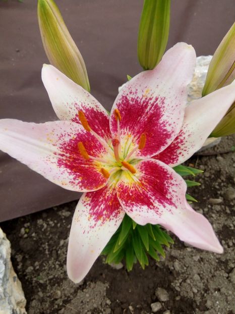 Strauberry and cream - A CRINI 2018