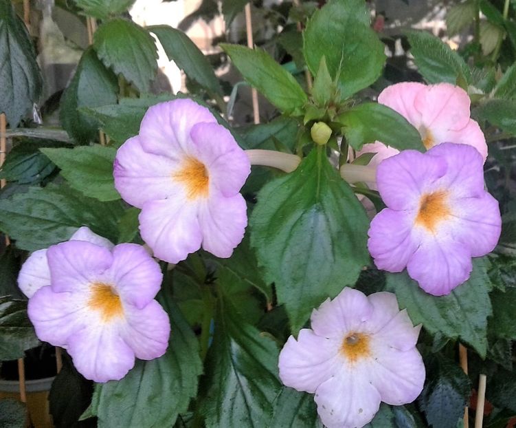 ss - achimenes6666 2018