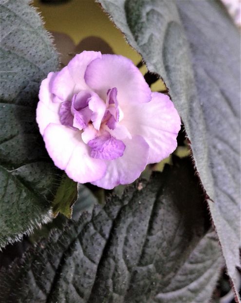 sa - achimenes6666 2018