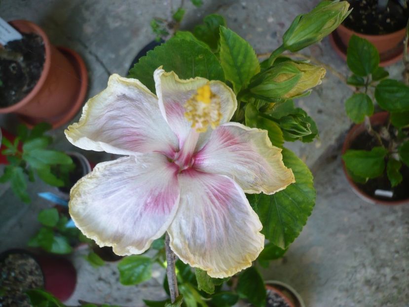 P1380219 - HIBISCUSI 2018-2